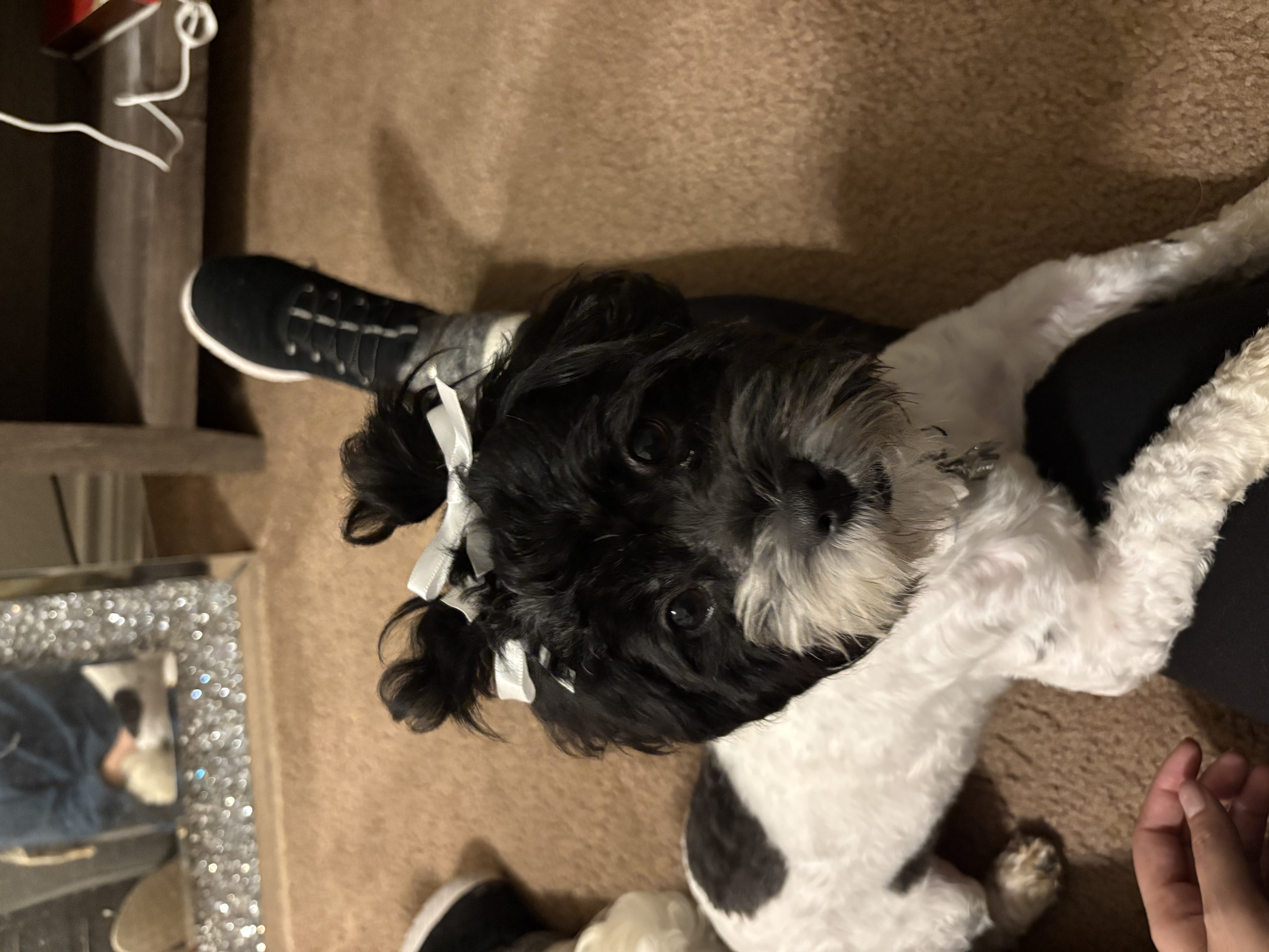 Dog
