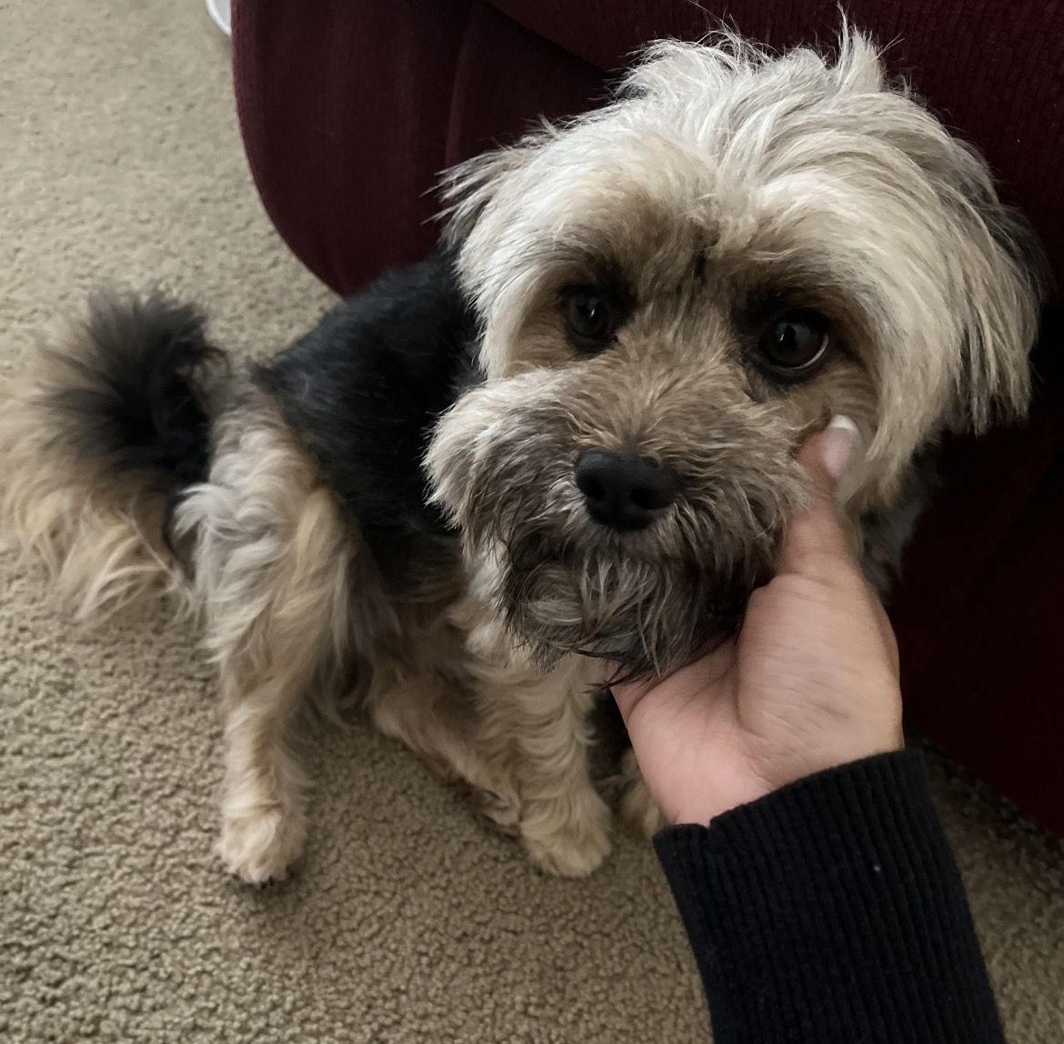 Dog