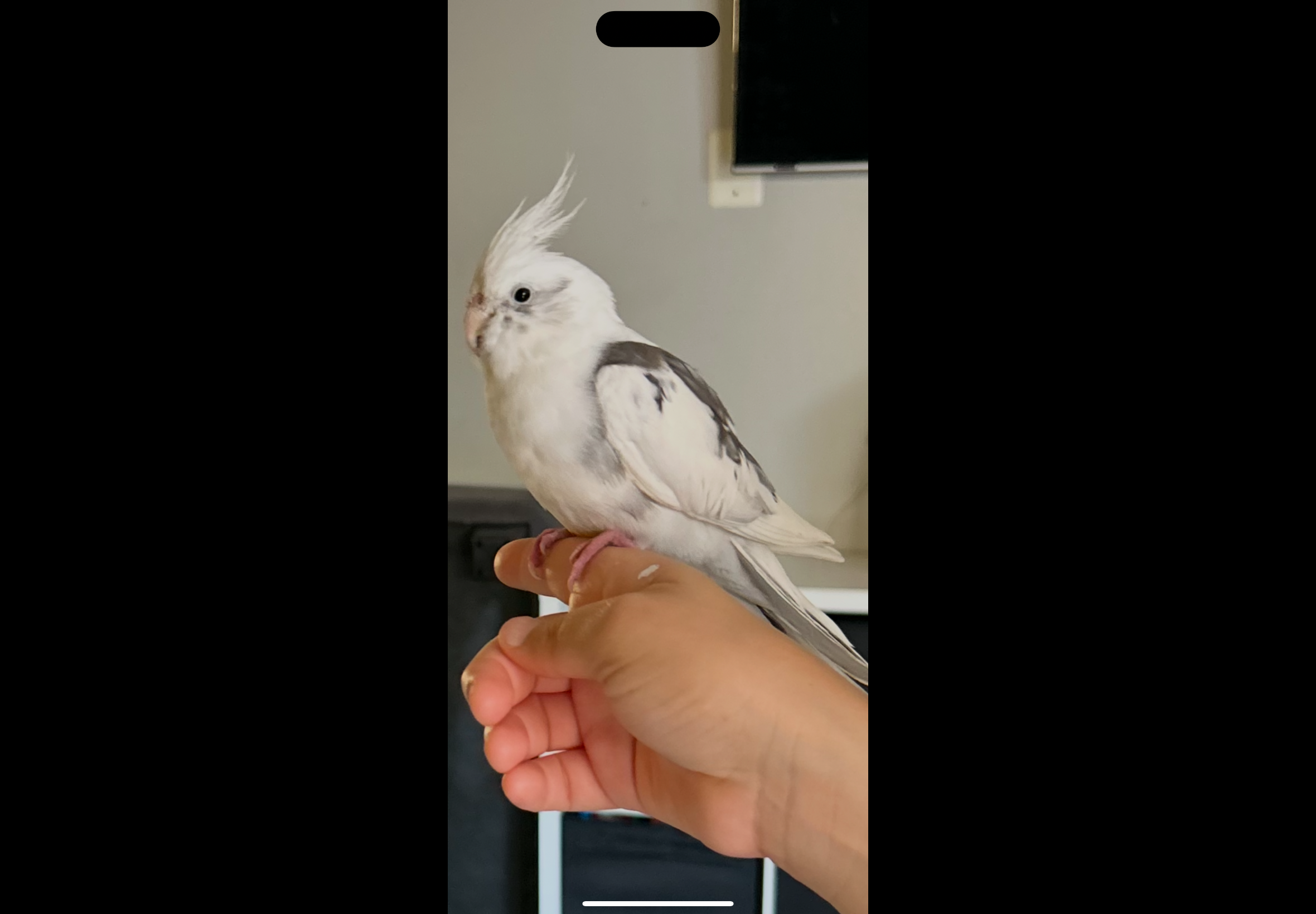 Cockatiel