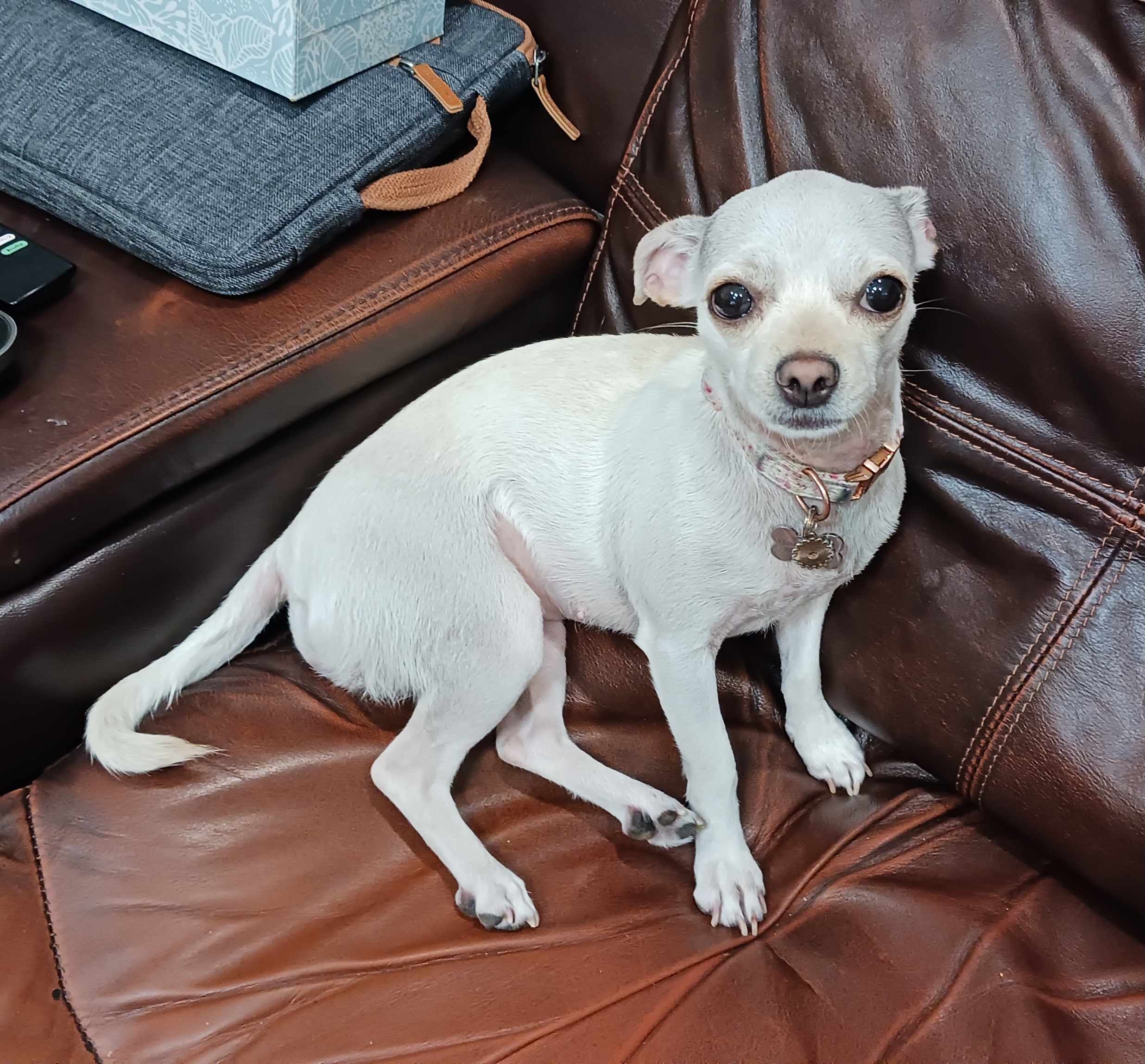 Dog